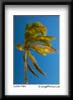goldenpalm