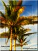 palmsonmat